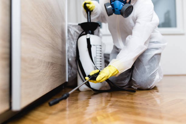 Best Termite Control Services  in Arroyo Seco, NM