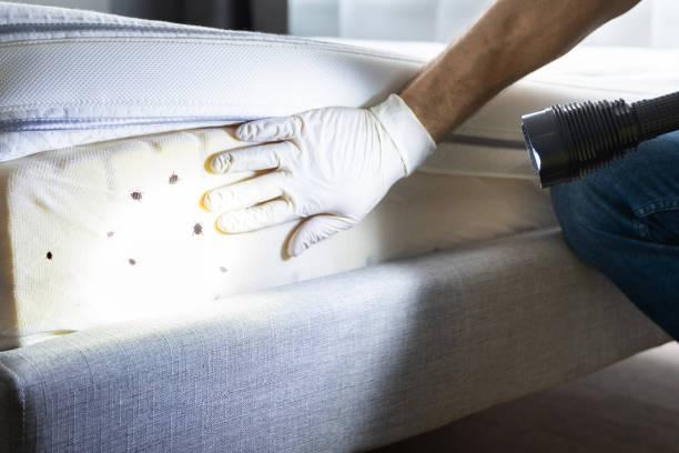 Professional Pest Control in Arroyo Seco, NM
