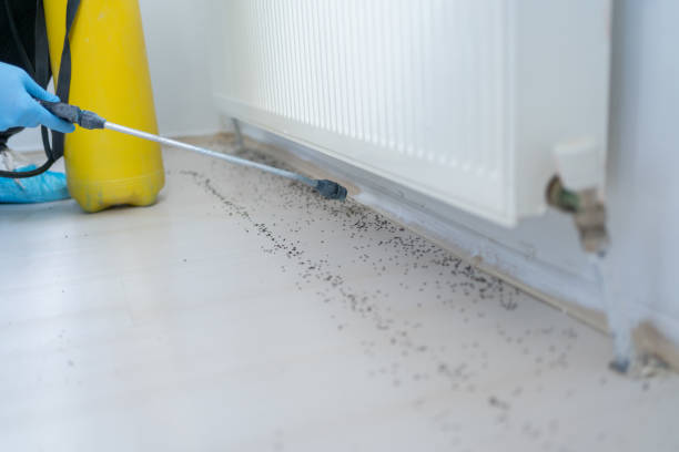 Best Mosquito Control Services  in Arroyo Seco, NM